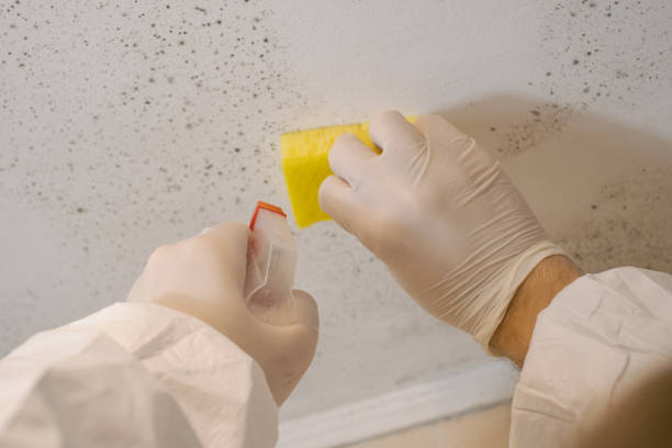 Mold Remediation for Vacation Homes in Chamberlain, SD